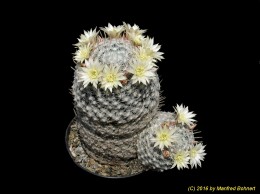 Mammillaria duwei 1381
